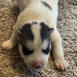 Ghost Face - Black and white male Siberian Husky puppy in Doswell, Virginia from Shinko Siberians