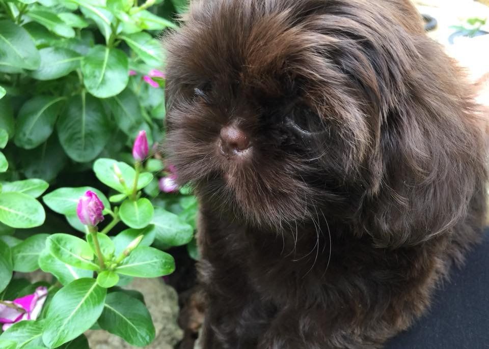 Sunnybelle shih hot sale tzu