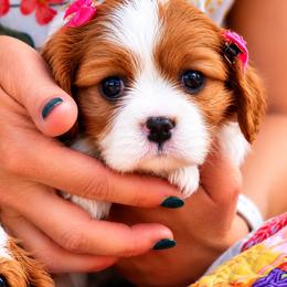 Lady - Blenheim female Cavalier King Charles Spaniel puppy in Greensboro, North Carolina from Hyde Park Cavaliers