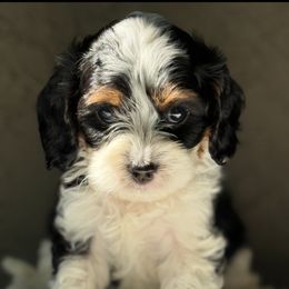 Tobby - Cavapoo