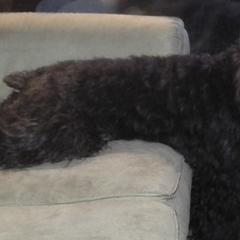 Bouvier des Flandres from Dragons Keep Bouviers