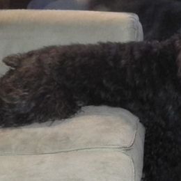 Bouvier des Flandres from Dragons Keep Bouviers