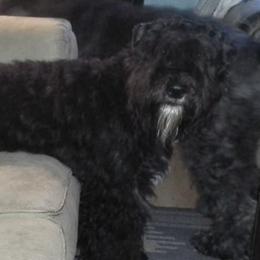 Bouvier des Flandres from Dragons Keep Bouviers