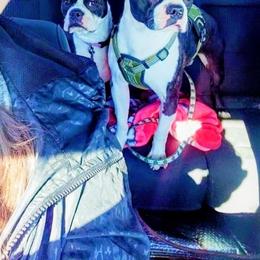 Boston Terrier puppies from Lehi Valley Boston Terriers