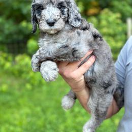 Yellow - Merle male Goldendoodle puppy in Ranger, Georgia from Muscadine Meadows Poodles and Doodles