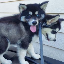 Alaskan Husky Puppies from Mawlawi Huskies
