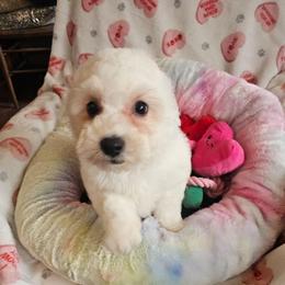 Pickles - White and buff male Bichon Frise puppy in Chatham, Illinois from Bichon Frise Partnership
