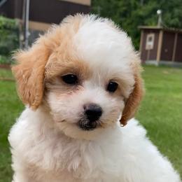 Jessa - Parti female Poodle puppy in Alpine, Alabama from Alpine Acres Poodles