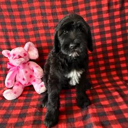 Rocky - Black and white male Bernedoodle puppy in Battle Creek, Michigan from T-Rose’s Bernedoodle & Pomsky Puppies