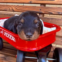 Black and Tan Male 1 - Black and tan male Dachshund puppy in South Willard, Utah from Doxies in the Sun