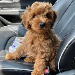 Hudson - Red  female Goldendoodle puppy in Brandon, Florida from Murphys Doodles