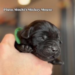 Pluto - Black male Labrador Retriever puppy in Owosso, Michigan from Bennington Retrievers