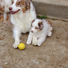 Australian Shepherd Puppies from Lace Creek Ranch