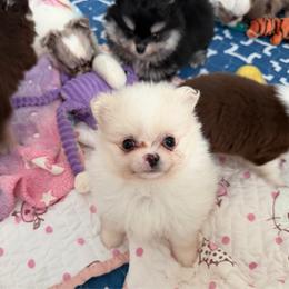Bandit - Cream male Pomeranian puppy in Newport Beach, California from Exotic City Pomeranians and chihuahuas