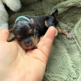 Dutch - Grizzle male Lakeland Terrier puppy in Norfolk, Virginia from Cirnef Lakelands