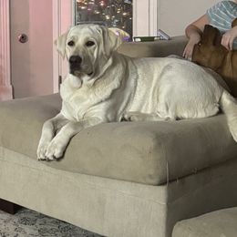 Daisy - Labrador Retriever