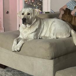 Daisy - Labrador Retriever