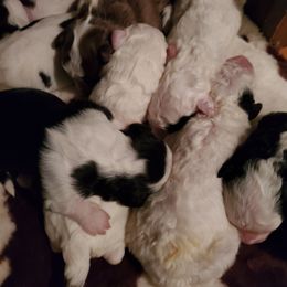 Pomeranian and Sheepadoodle Puppies from Fluffy Wonders Poms and Doodles