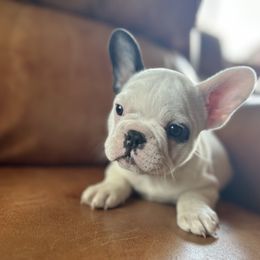 Charlotte - Black and white female French Bulldog puppy in Montrose, Colorado from San Juan Frenchies