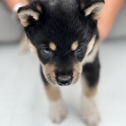 Shiba Inu Puppies from NJ Shiba Baby