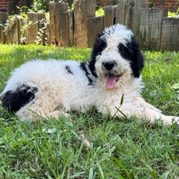 Payakan - Black and white male Bernedoodle puppy in Williamston, South Carolina from Sassy Bob’s Dogs