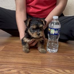 Yorkshire Terrier Puppies from Russell Puppies