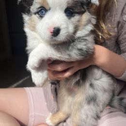 Grayson (aka Freckles) - Blue merle male Toy Australian Shepherd puppy in Raymore, Missouri from Kagarice Family