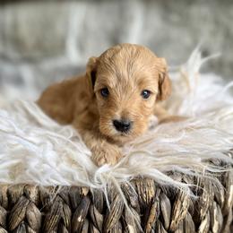 Oscar - Apricot male Cavapoo puppy in Natural Bridge, Virginia from Padgetts Hill Puppies