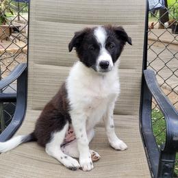 Dew 2500 - Black and white female Border Collie puppy in Morgan, Texas from Shooting Star Ranch