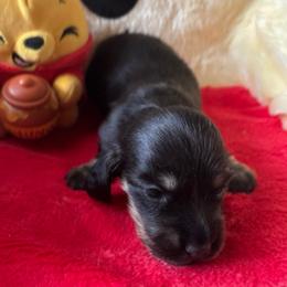 Roxy - Black and cream female Dachshund puppy in Bradenton, Florida from Leah’s Suncoast Doxies