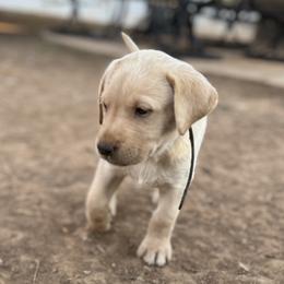 Labrador Retriever Puppies from Okiehuntinboyz Labrador Retrievers