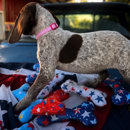 Pink - Liver roan female German Shorthaired Pointer puppy in Ozark, Alabama from Judy Creek GSP's