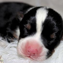 Sauk - Black and tan male Pembroke Welsh Corgi puppy in Akeley, Minnesota from Northwynd Corgis