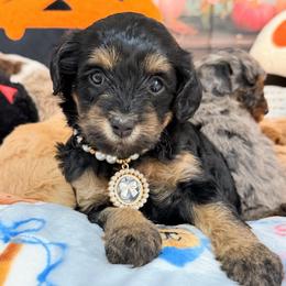 Cherry - Black and tan female Cavapoo puppy in Dickerson, Maryland from Pawsome Aussie Doodles and Oodles