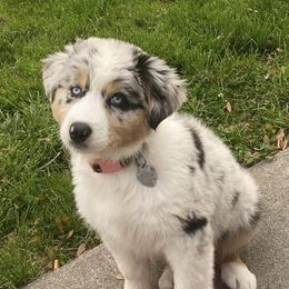 Australian Shepherds from Midwest Awwstralian Shepherds
