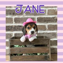 Girl 2 - Beagle puppy from Southern Charm Beagles