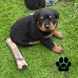 Lilac - Black and mahogany female Rottweiler puppy in Tangent, Oregon from Raya's Royals
