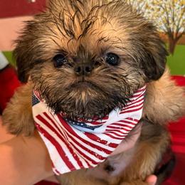 Gunnar  (green) - Red male Brussels Griffon puppy in Brooks, Georgia from Brooks Berner Bears & Brussels Griffons