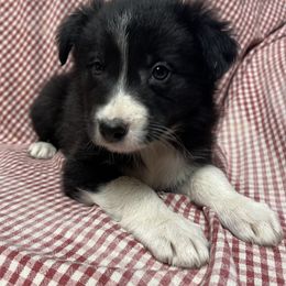 Border Collie Puppies from By Design Farm
