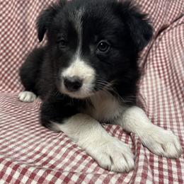 Border Collie Puppies from By Design Farm