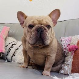 Squish AKA Blue Steel - Cream male French Bulldog puppy in Edmonds, Washington from Matra French Bulldogs