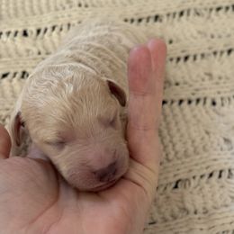 Goldendoodle Puppies from Sweet Doodles of Alabama
