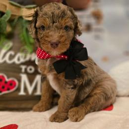 Tulip - Red merle female Aussiedoodle puppy in Prescott Valley, Arizona from Ramirez Family Doodles