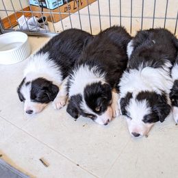 Border Collie Puppies from Contact Point Border Collies