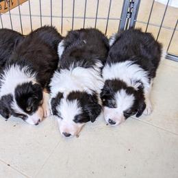 Border Collie Puppies from Contact Point Border Collies