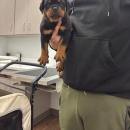 Girl 1 - Black and mahogany female Rottweiler puppy in Detroit, Michigan from Dark Storm Kennels
