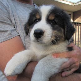 PineRiver Sound of Silence aka Sir - Black tri-color male Australian Shepherd puppy in Luther, Michigan from Pine River Australian Shepherds