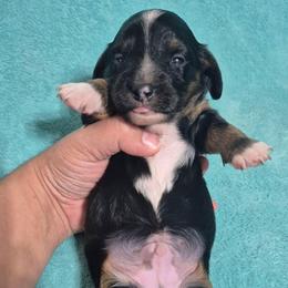 Marcus - Blue and tan male Dachshund puppy in Aiken, South Carolina from Paragon Puppies