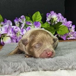 Pepper's Thriller - Thriller - Lavender male Pomeranian puppy in Plant City, Florida from Pepper's Pomeranians