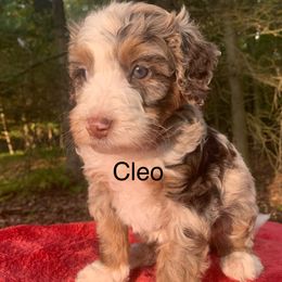 Cleo - Chocolate merle male Bernedoodle puppy in New Ringgold, Pennsylvania from Hawk Mountain Doodles